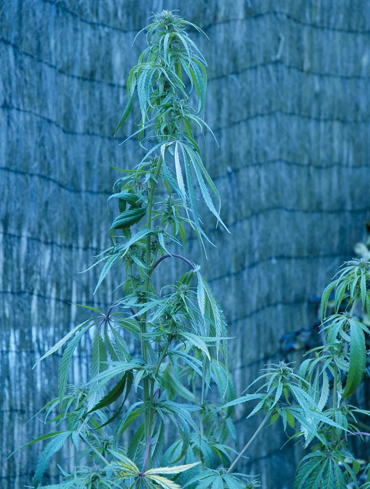Si la planta no puede absorber tanta agua como transpira, acaba marchitándose.