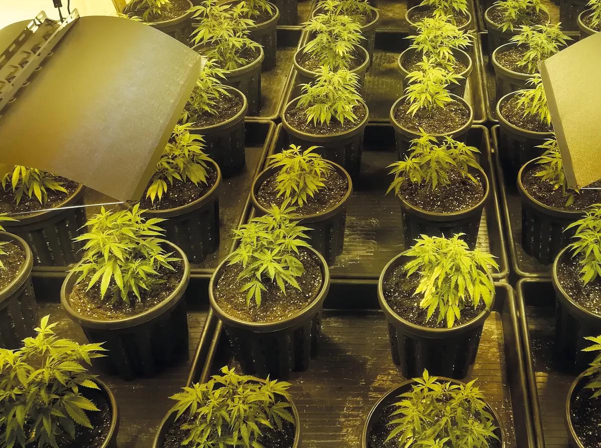 Durante la noche, la transpiración se reduce mucho, por lo que las plantas aprovechan para rehidratarse.