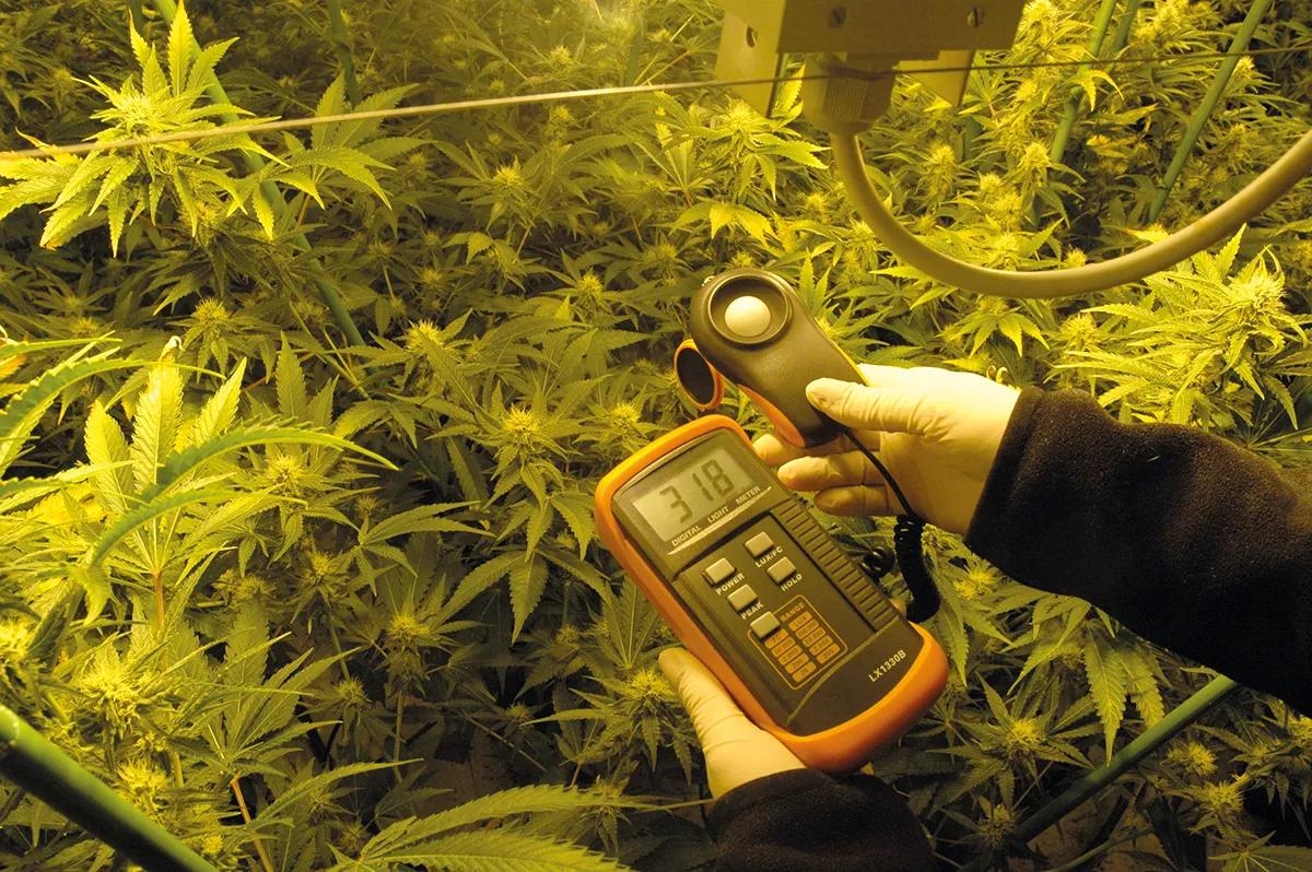 Para que la planta aproveche la luz intensa, se requiere bastante transpiración que aceleré la absorción de nutrientes.