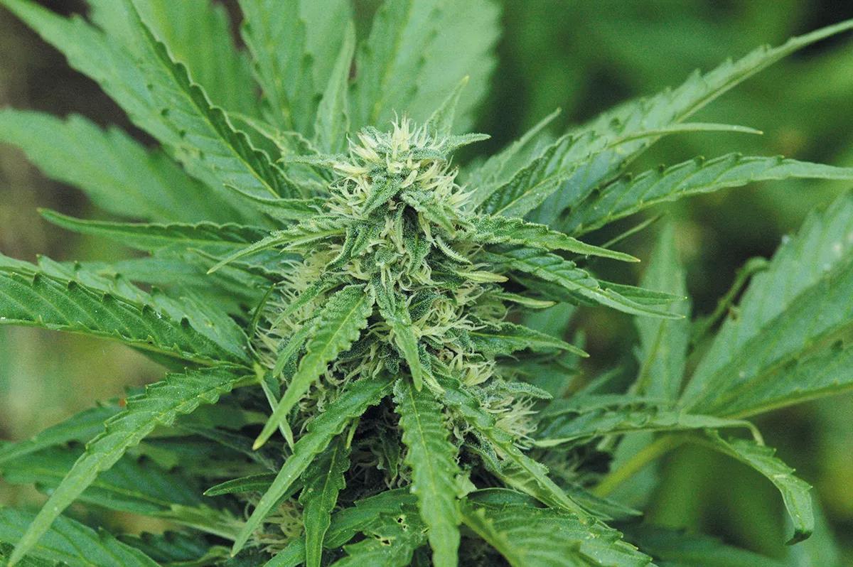 Es normal que al final de un día caluroso las plantas muestren un cierto estrés hídrico y se acanalen las hojas; se resuelve con un buen riego y una noche absorbiendo agua.