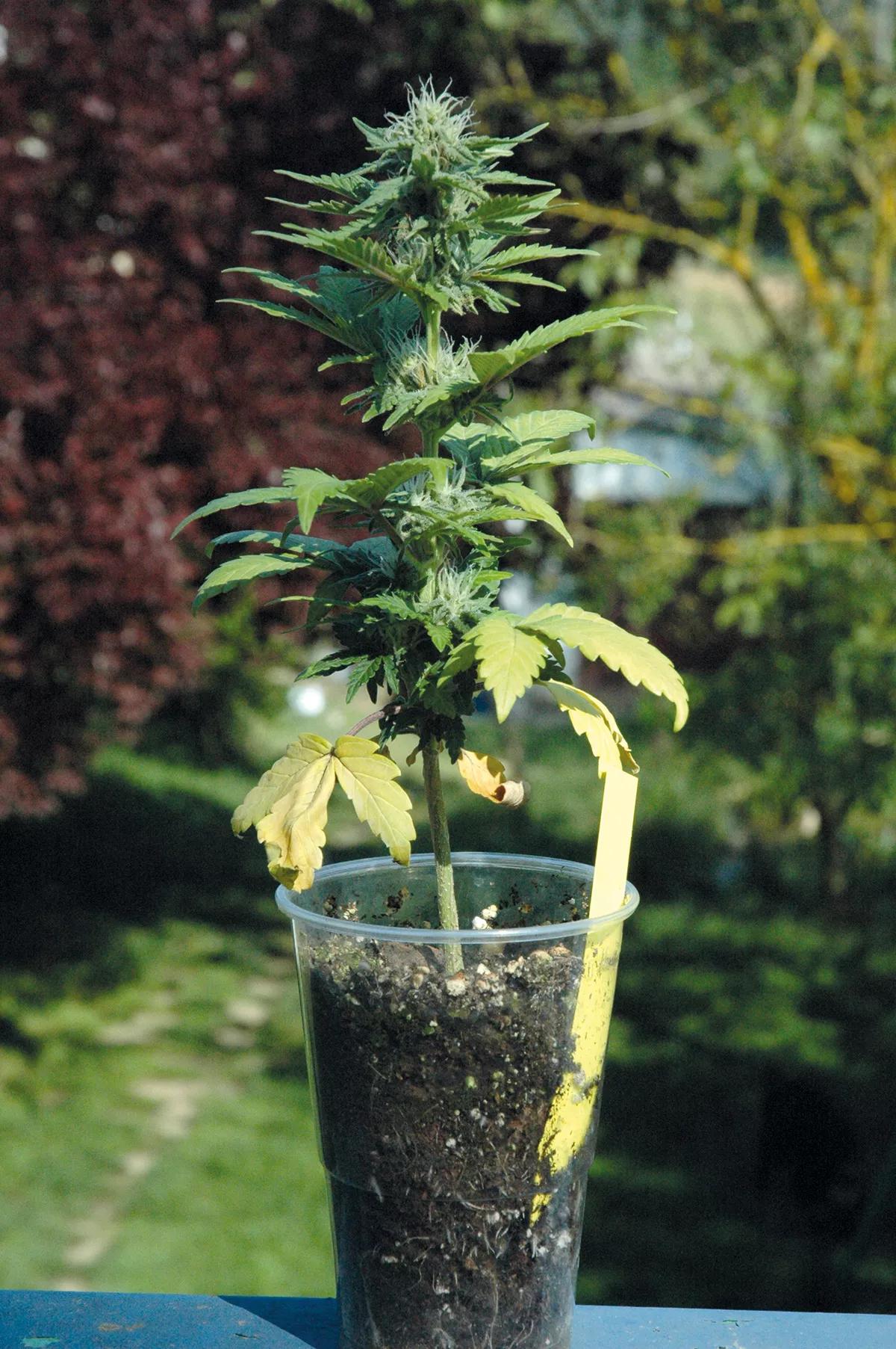 El tamaño y la producción de una planta están directamente relacionados con el tamaño de su sistema radicular.