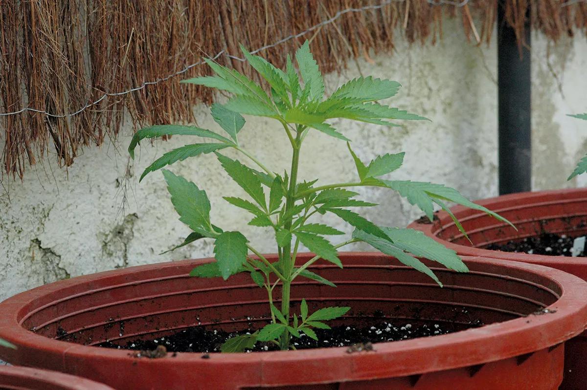 En esta maceta de cuarenta litros, una planta puede dar fácilmente doscientos gramos de cogollos.