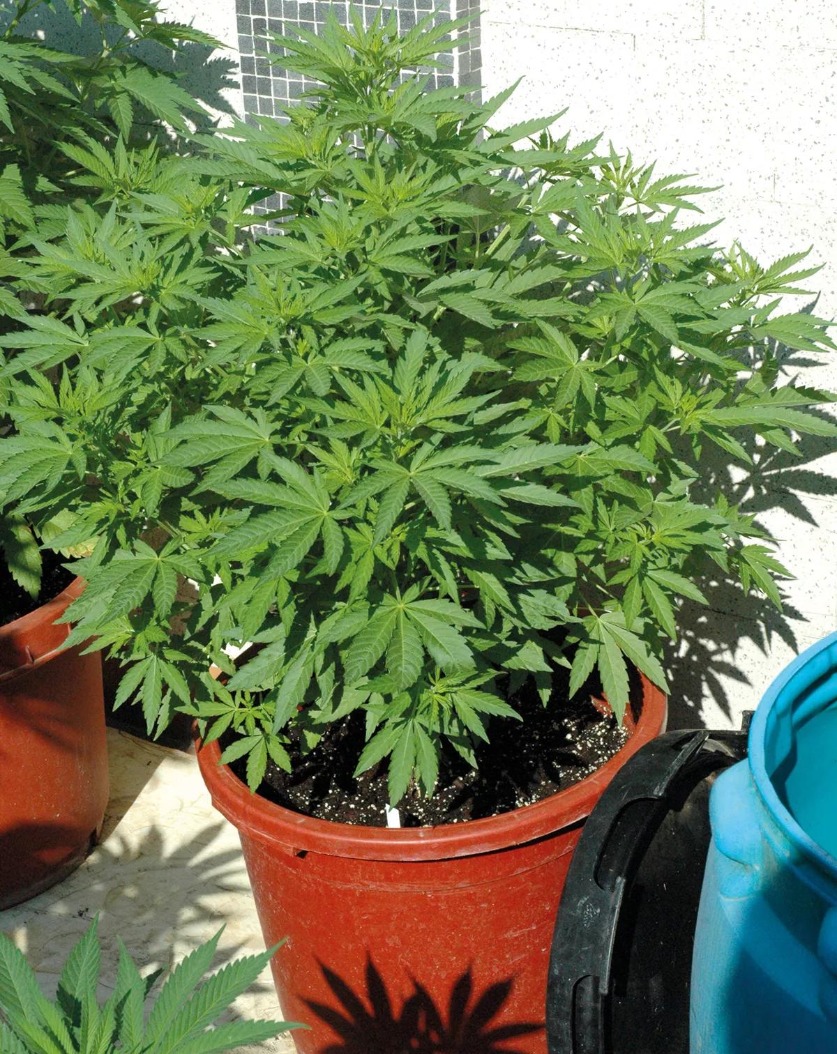 Las plantas agradecen tener mucha tierra disponible.
