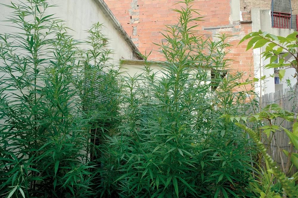 Evita que las plantas se hagan demasiado altas doblándolas si es necesario para que no asomen por encima de la valla.