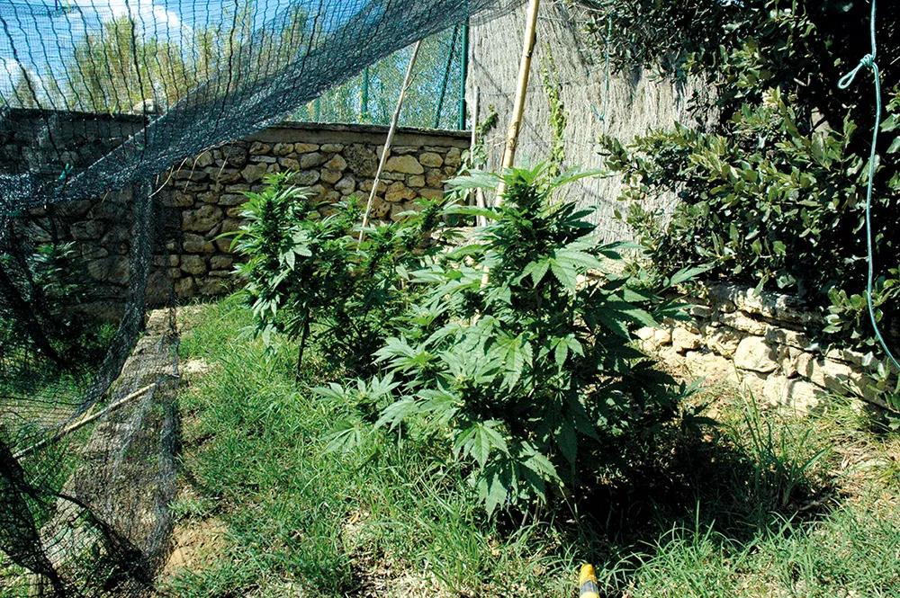 Una malla de sombra ligera impide la visión clara de las plantas desde arriba.
