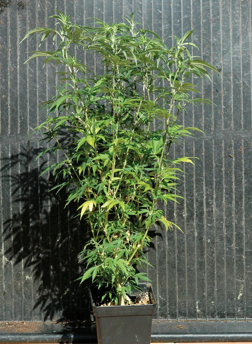 Al principio de la floración, las plantas pegan un buen estirón.