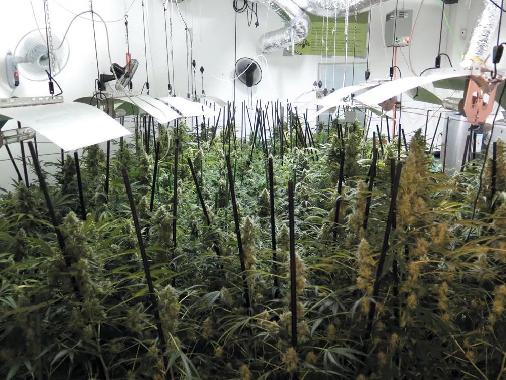 Un cuarto de cultivo debe diseñarse con cuidado para reducir el riesgo de accidentes.