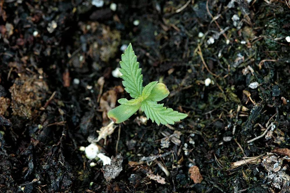 Un ejemplo de lo que el frío puede hacer en una semilla recién germinada: la debilita y facilita la aparición de hongos y enfermedades.