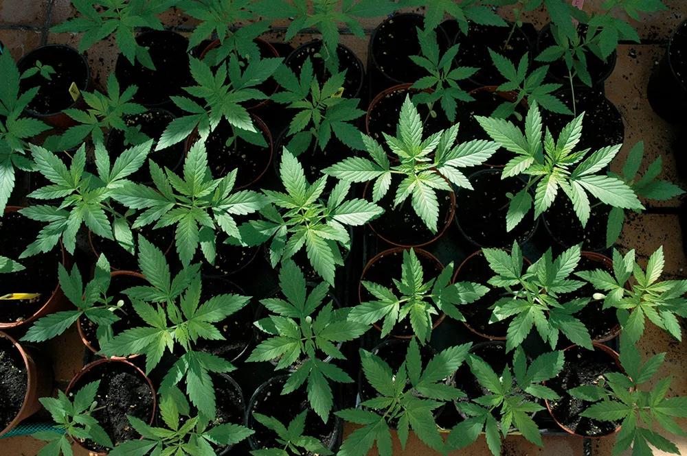 Al principio, las plantas ocupan muy poco espacio, por eso compensa germinar más de las necesarias y quedarse luego con las mejores.