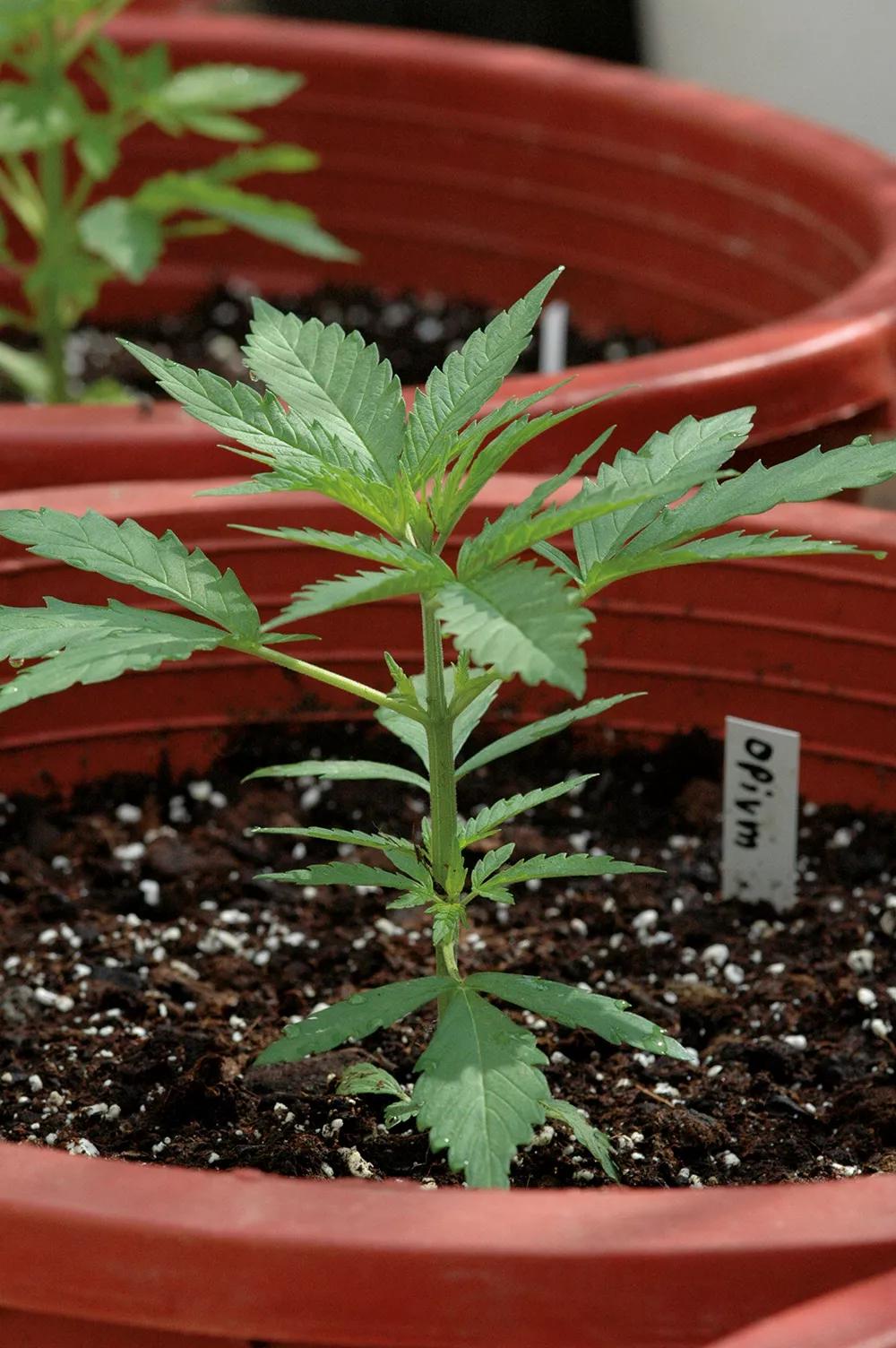 Con esta altura, las plantas ya han ganado fortaleza y se pueden abonar más para que crezcan con rapidez.