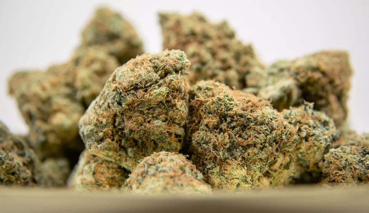 Flores CBD - INDOOR OR OUTDOOR - ¿Cuál es la mejor opción