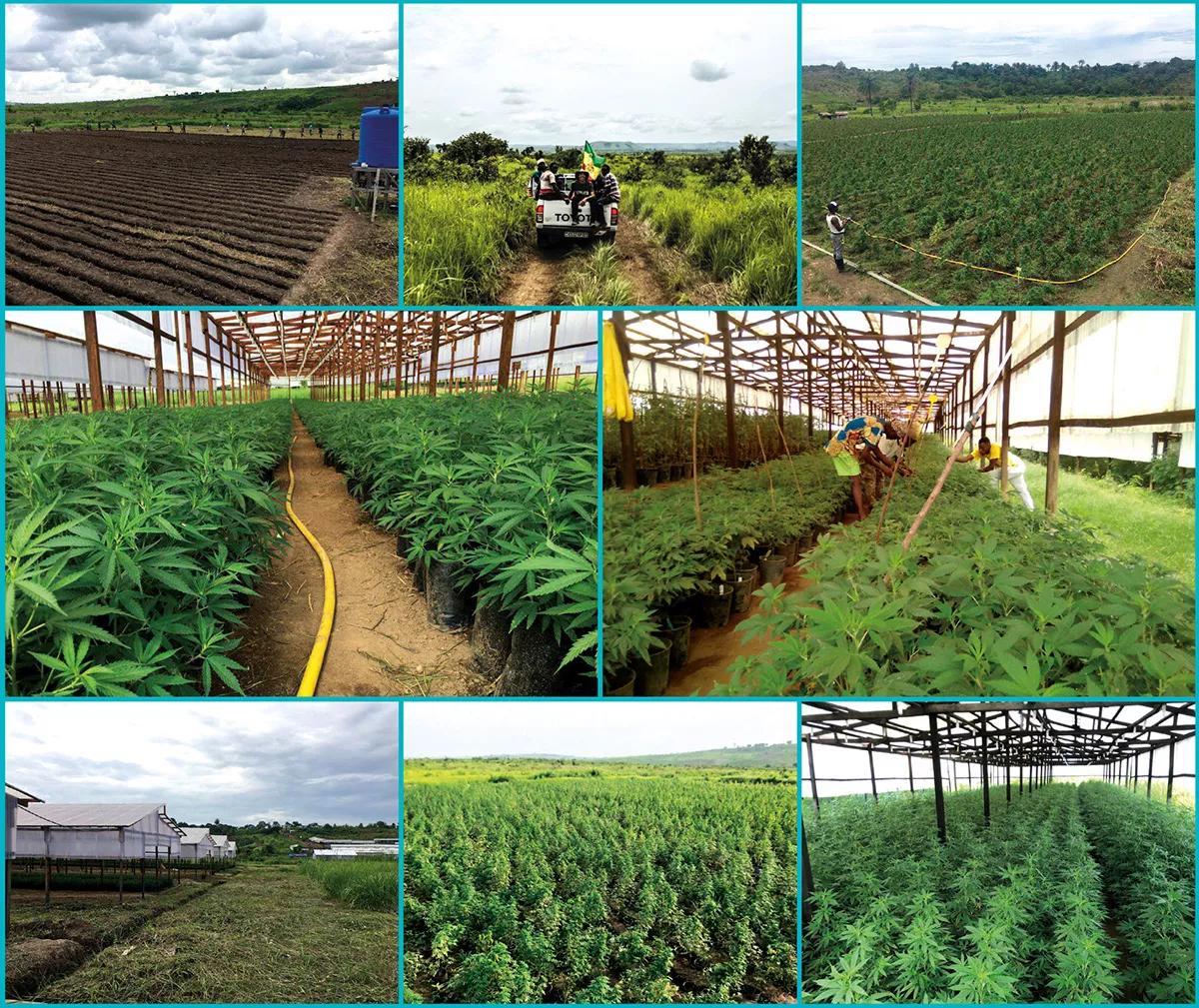 Las plantaciones instaladas en la República Democrática del Congo recogen la experiencia de Strain Hunters, pero están gestionadas, como puede verse en las fotos con gran profesionalidad, por un equipo cien por cien local.