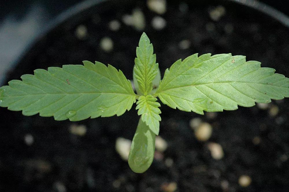 La germinación de las semillas conviene hacerla en macetas pequeñas con el sistema tradicional.
