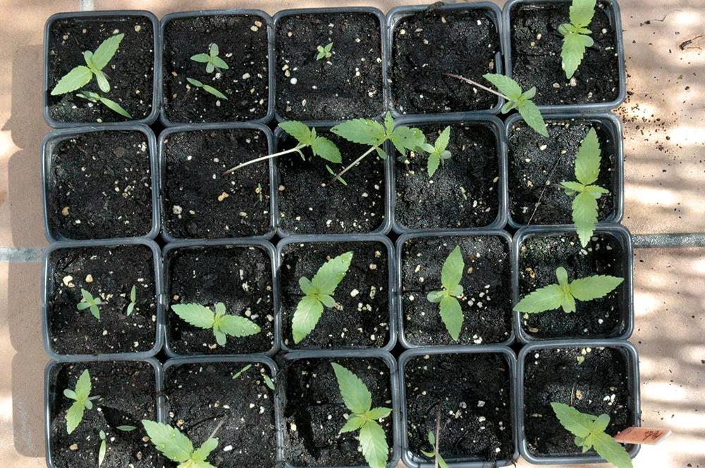 Es más fácil y seguro germinar en bandejas o en macetas pequeñas.