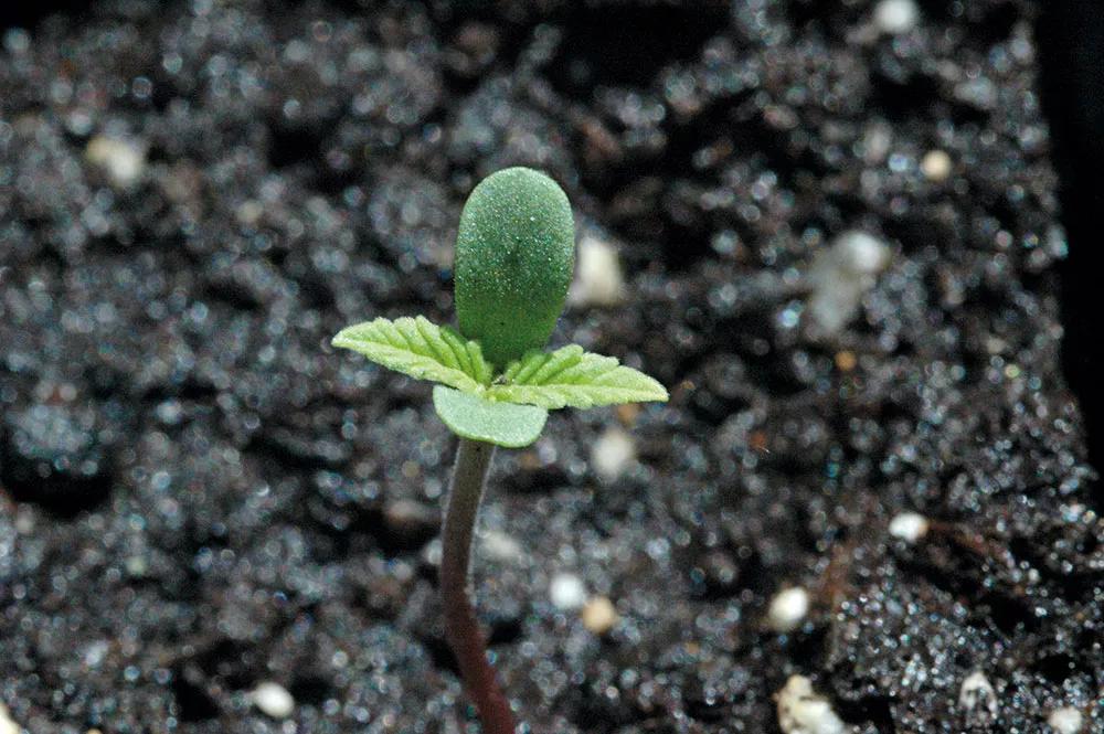 Las plántulas requieren luz intensa desde el primer momento para crecer fuertes.