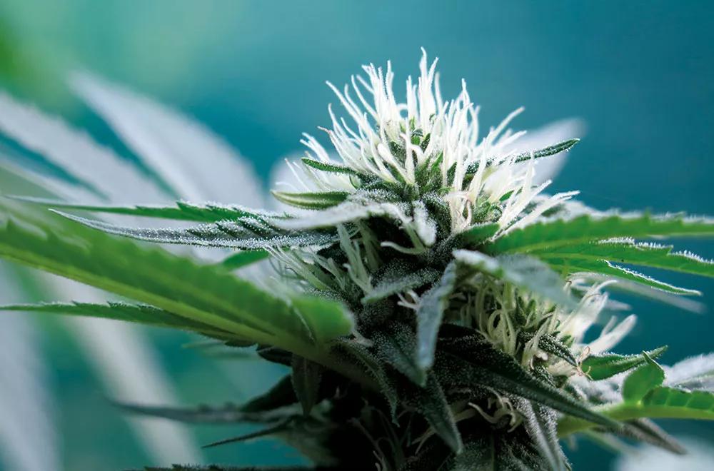 Desde que empiezan a aparecer cogollos, hay que abonar con fertilizante de floración.