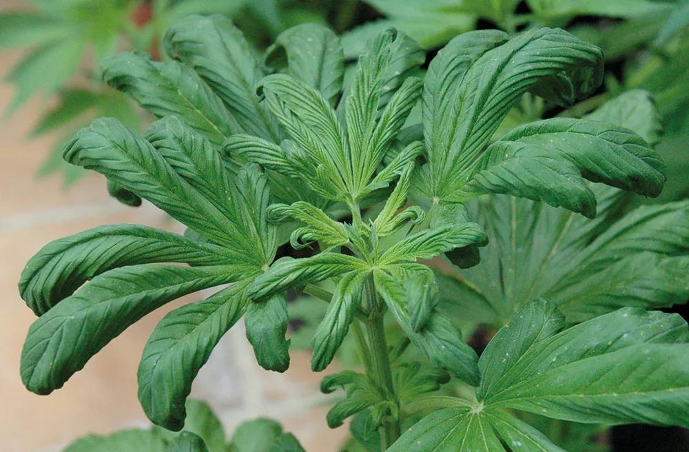 Diez consejos para la germinación y el primer crecimiento