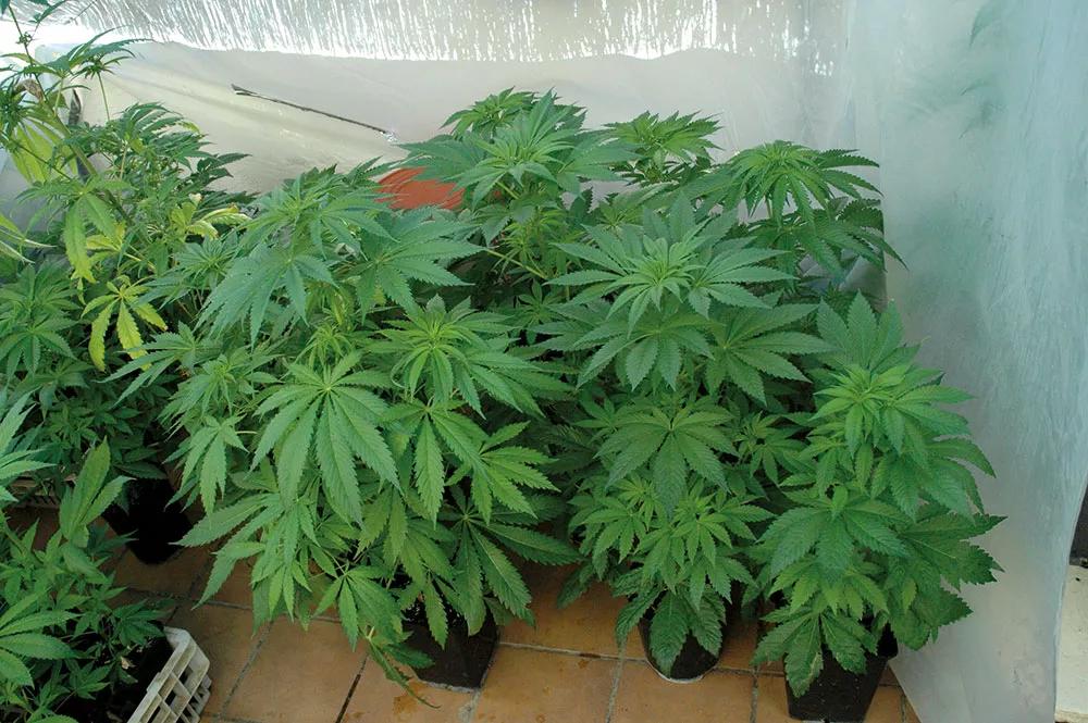 Las hojas finas que se desarrollan en cultivos de interior absorben mejor los nutrientes que las gruesas que se dan en climas secos de exterior.
