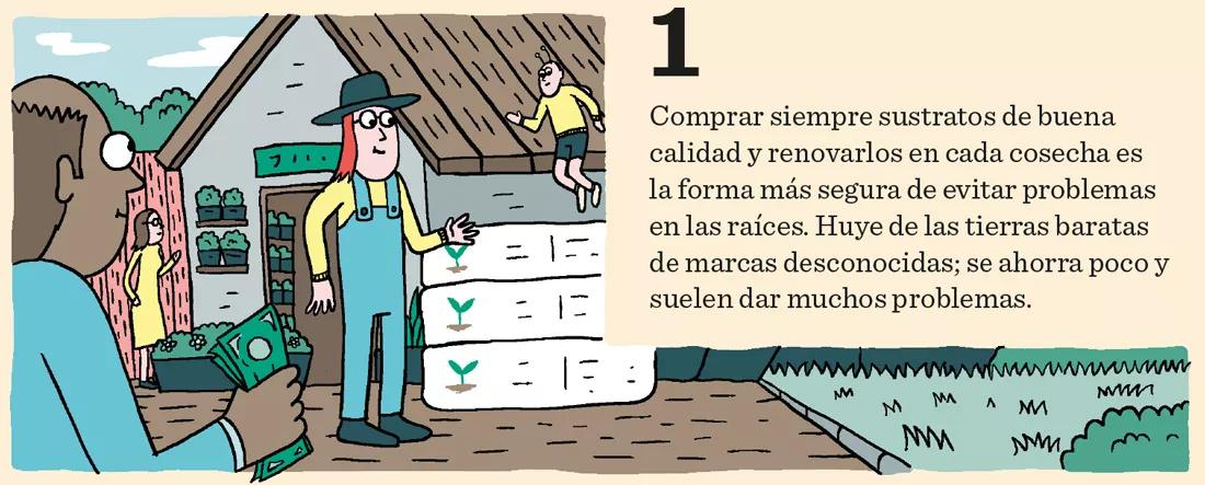 El cannabis come por los pies: doce pasos para mantener sanas las raíces