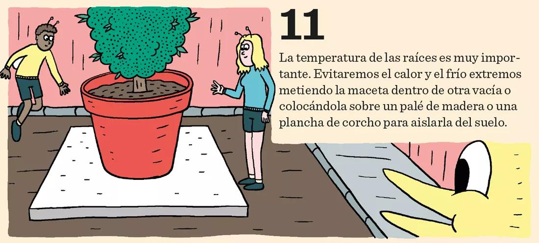 El cannabis come por los pies: doce pasos para mantener sanas las raíces
