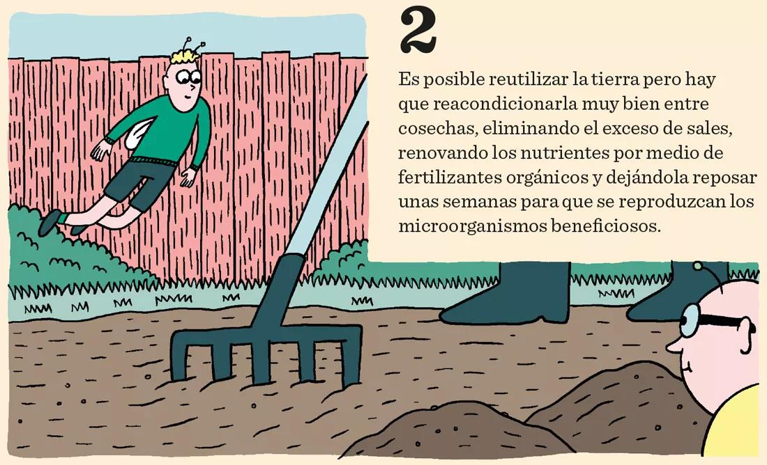 El cannabis come por los pies: doce pasos para mantener sanas las raíces