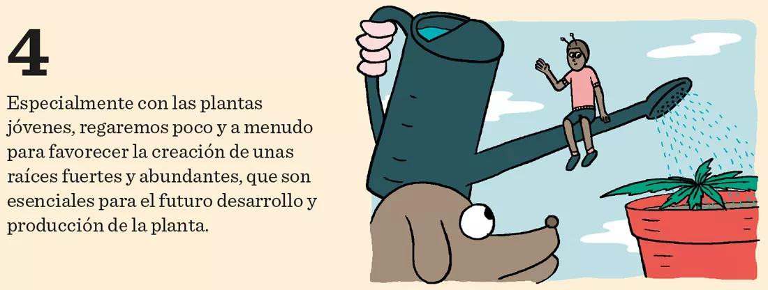El cannabis come por los pies: doce pasos para mantener sanas las raíces