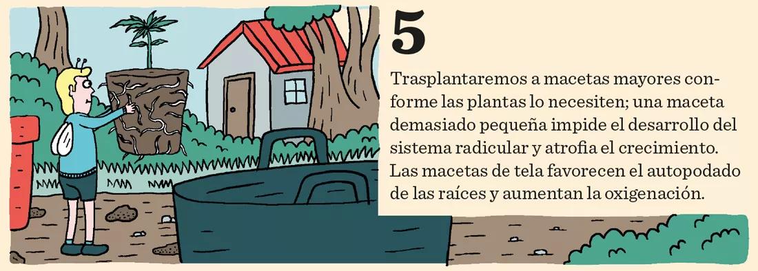 El cannabis come por los pies: doce pasos para mantener sanas las raíces