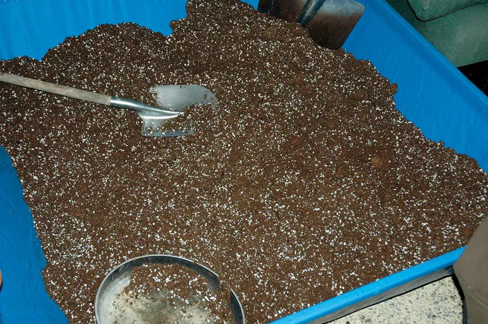 Prepara un buen sustrato, añade perlita para aumentar el drenaje y abonos orgánicos como el humus de lombriz para mejorar la fertilidad.