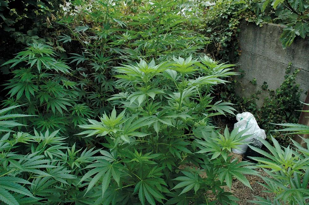 El crecimiento espectacular de las plantas que nacen en el suelo se debe a su capacidad de desarrollar grandes sistemas radiculares.