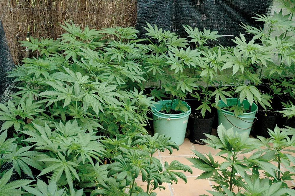 Plantas en fase vegetativa en una terraza.