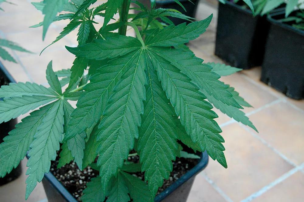 El color verde intenso indica que las plantas tienen nutrientes suficientes.
