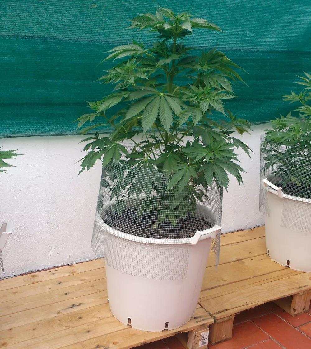 Una malla metálica alrededor de la base de la planta impide que el gato del cultivador se coma las hojas y haga sus necesidades en la maceta.