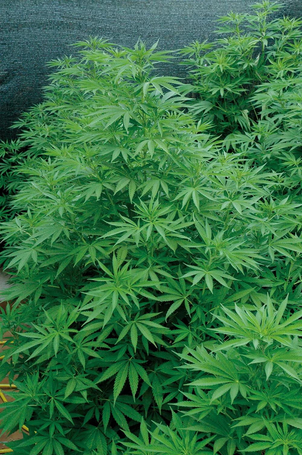 Estas plantas miden casi dos metros y aún no han empezado a florecer.