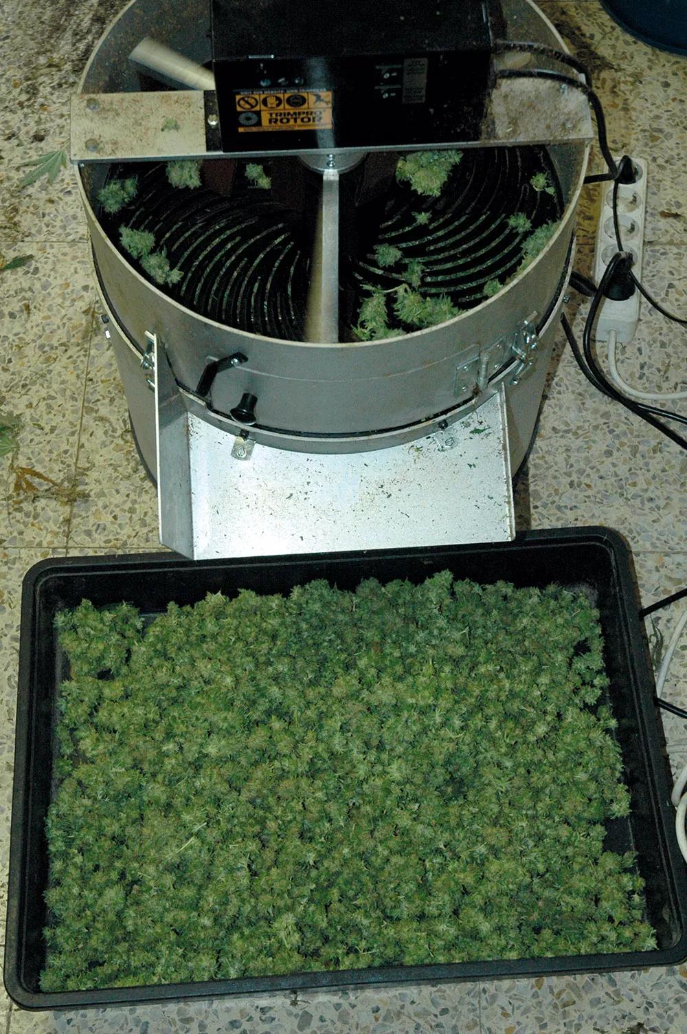 Las máquinas cosechadoras están bien, pero para el cultivo medicinal es preferible manicurar a mano para que las glándulas de resina sufran menos.