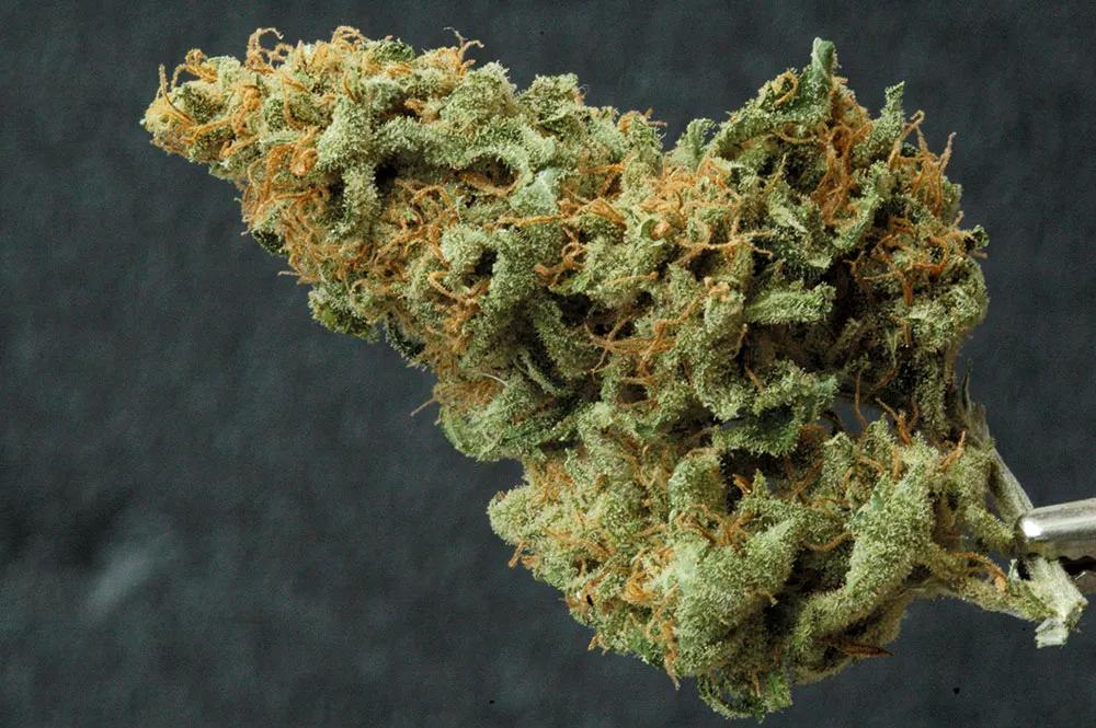 Un cogollo de alta calidad, cultivado sin pesticidas y listo para el consumo.