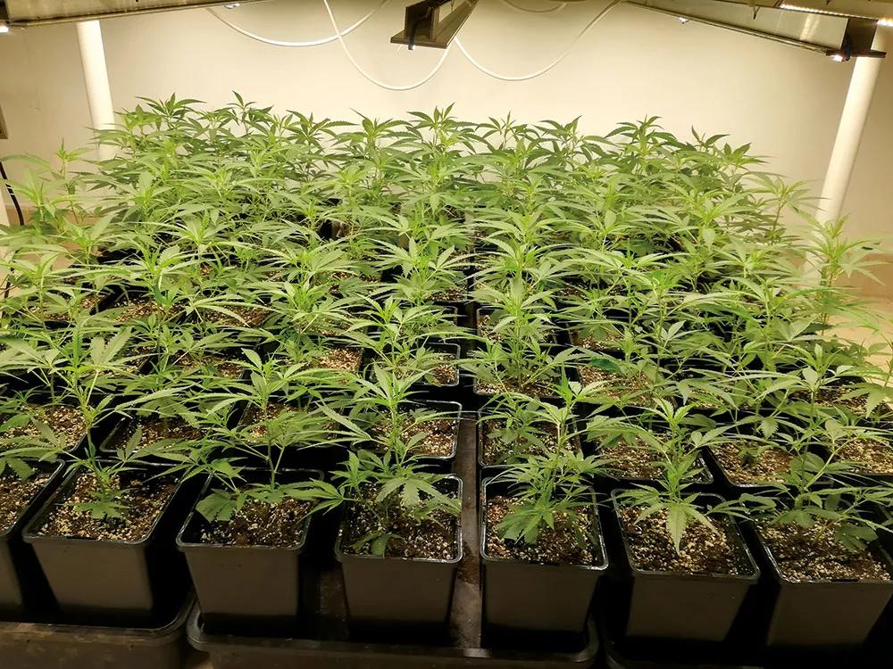 El cuidado de las plantas debe ser meticuloso desde que son pequeñas para obtener un producto de máxima calidad.
