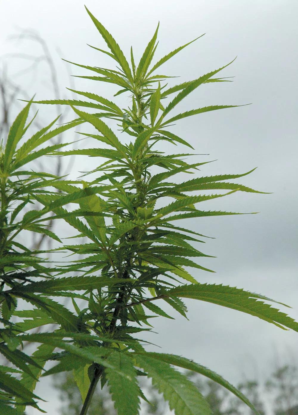 Las variedades sativas son especialmente adecuadas para estimular el apetito y combatir la desmotivación.