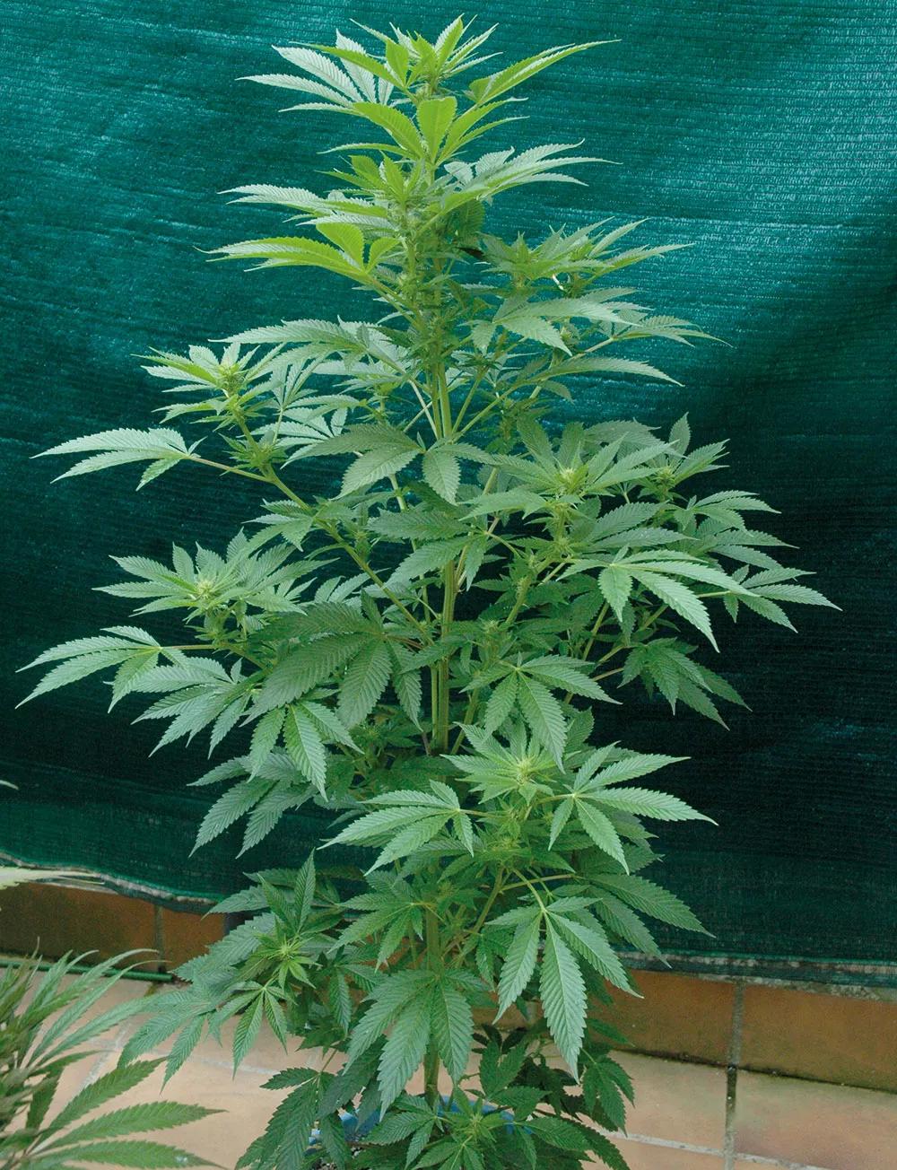 Dejaremos que las plantas tengan espacio suficiente alrededor, crecerán más sanas.