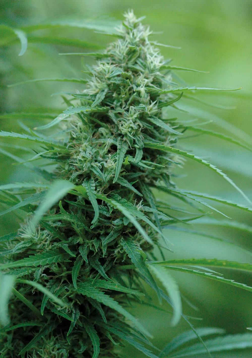 Las plantas de exterior suelen ser muy productivas y su cultivo es muy sencillo, pero hay que vigilarlas bien para que no desarrollen plagas.
