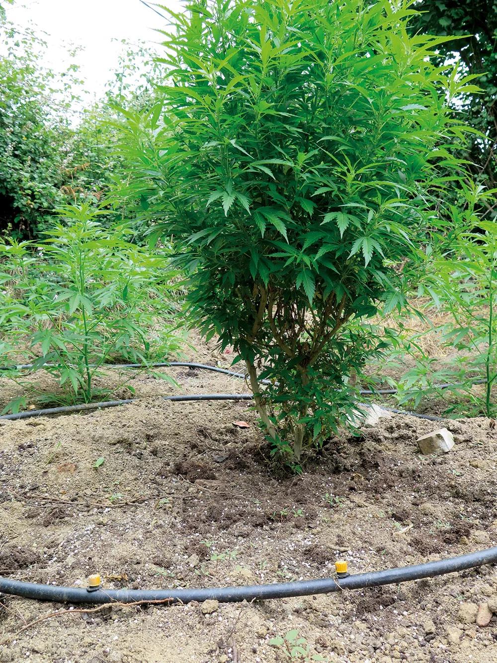 El riego por goteo conectado a un programador es el sistema más práctico para que las plantas siempre estén bien hidratadas.