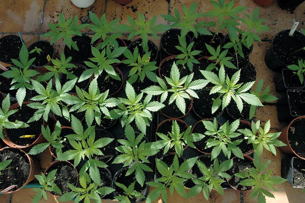 Puedes mantener las plantas juntas cuando son pequeñas, pero sepáralas en cuanto crezcan.