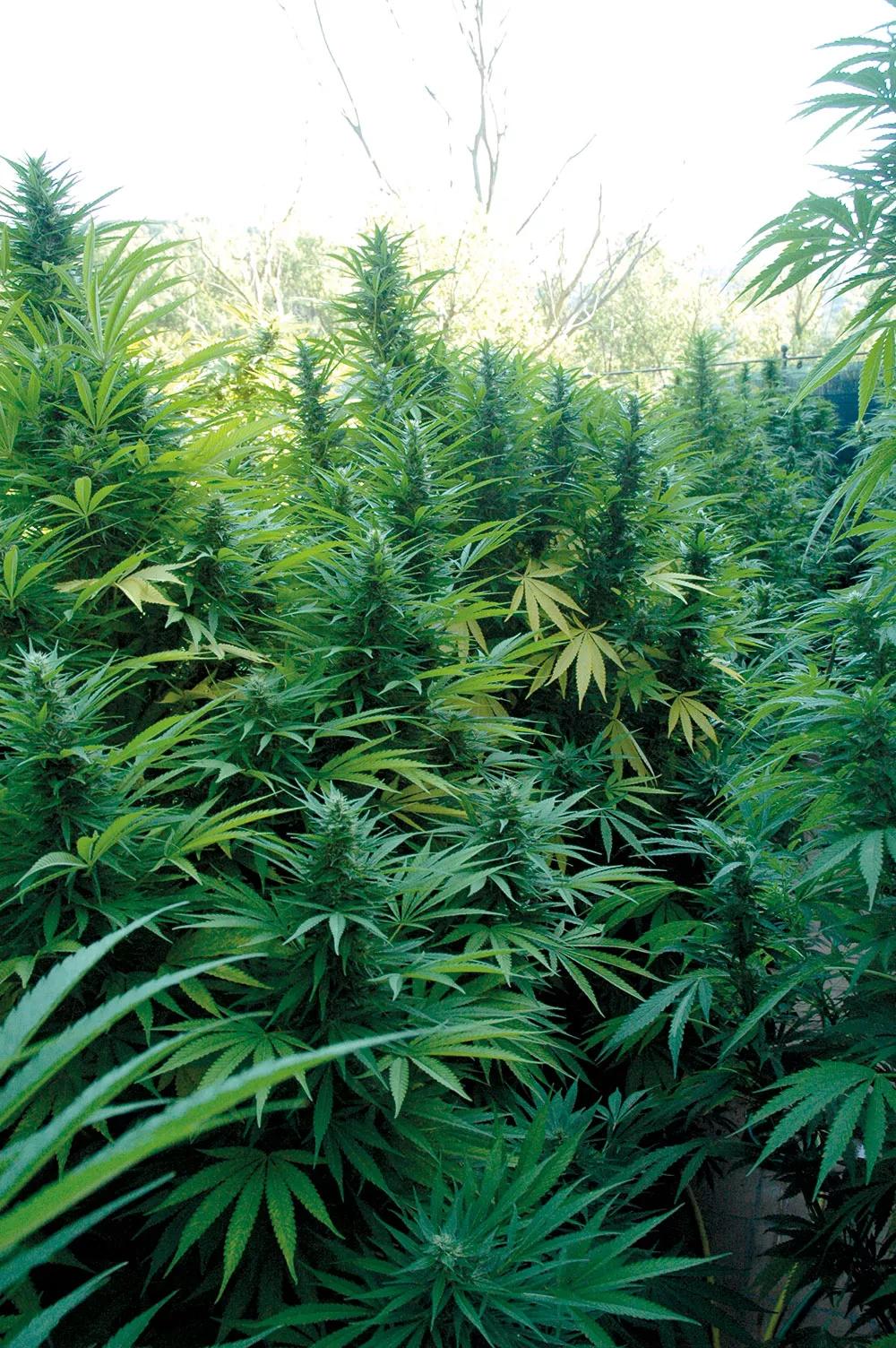 La siembra en el suelo genera las plantas más grandes y productivas.