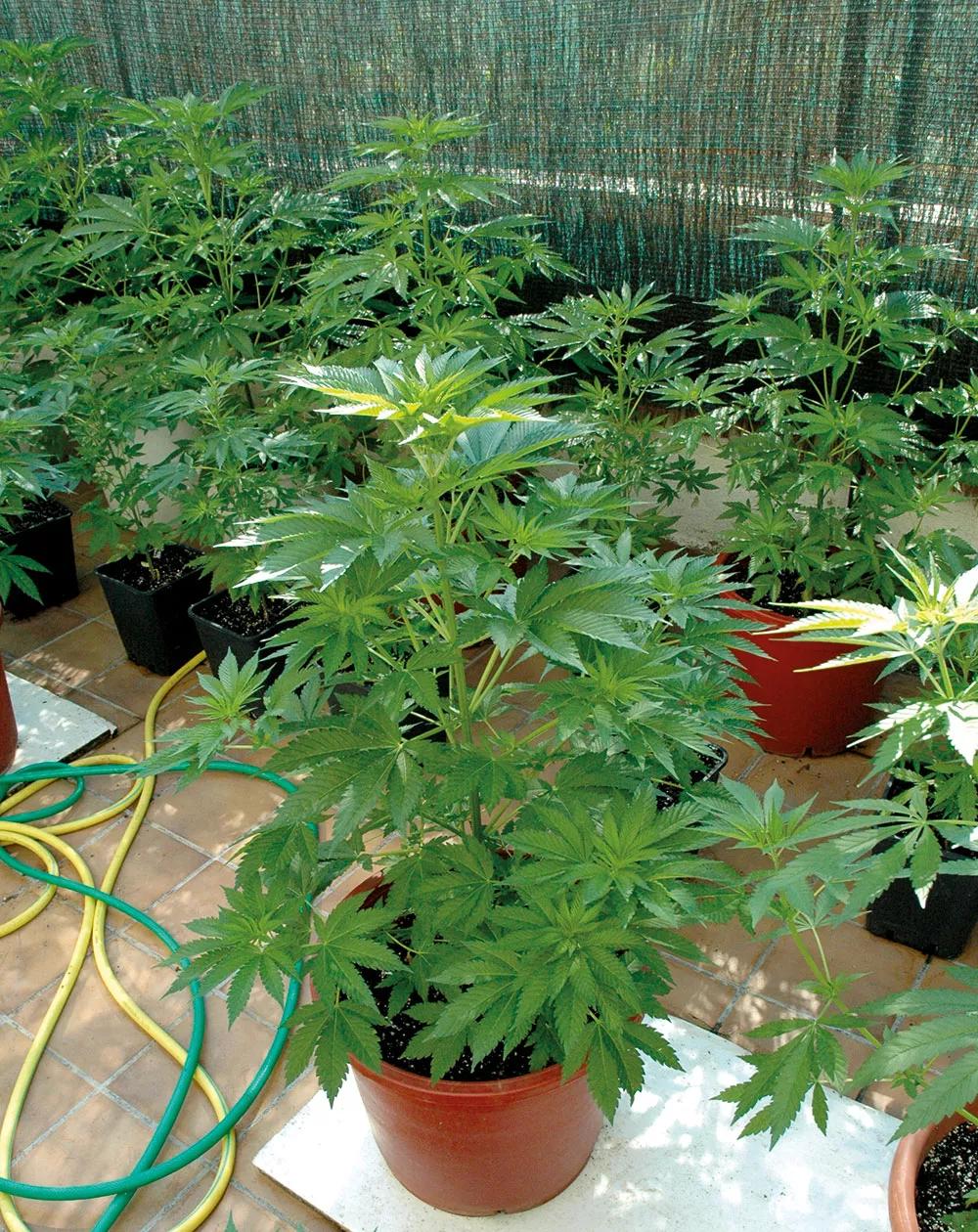 Aísla las plantas del calor del suelo.