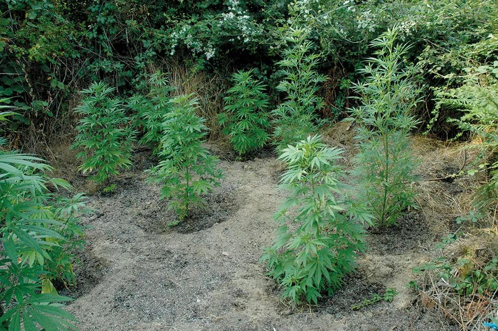 Crea un alcorque alrededor de cada planta para que el agua no se pierda.