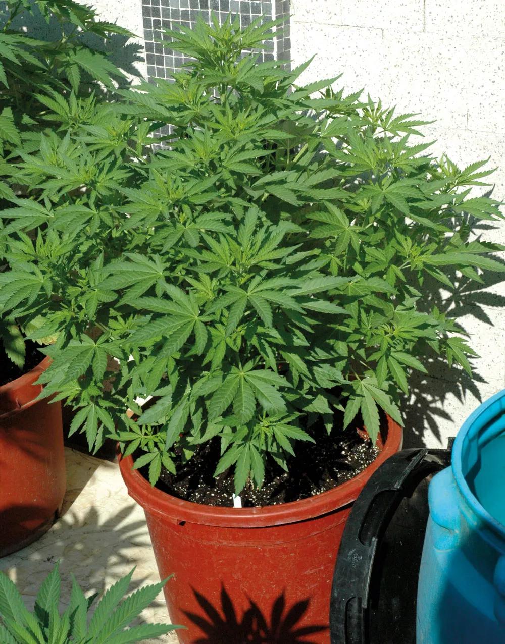 El tamaño de la maceta influye claramente en la producción de la planta.