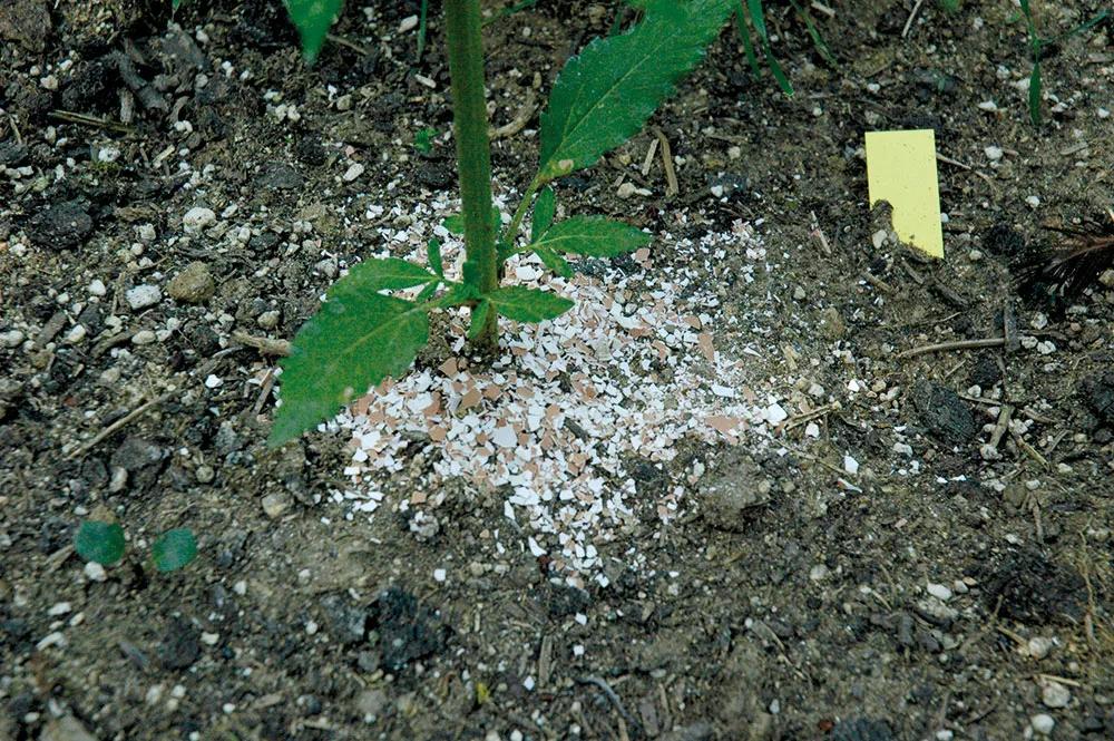 Esparcir cáscara de huevo triturada alrededor de los tallos impide que los caracoles se acerquen.