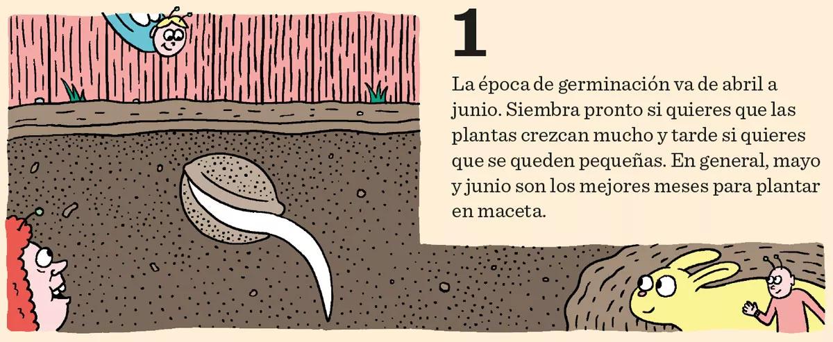 Fase vegetativa del cannabis: diez claves esenciales para el crecimiento