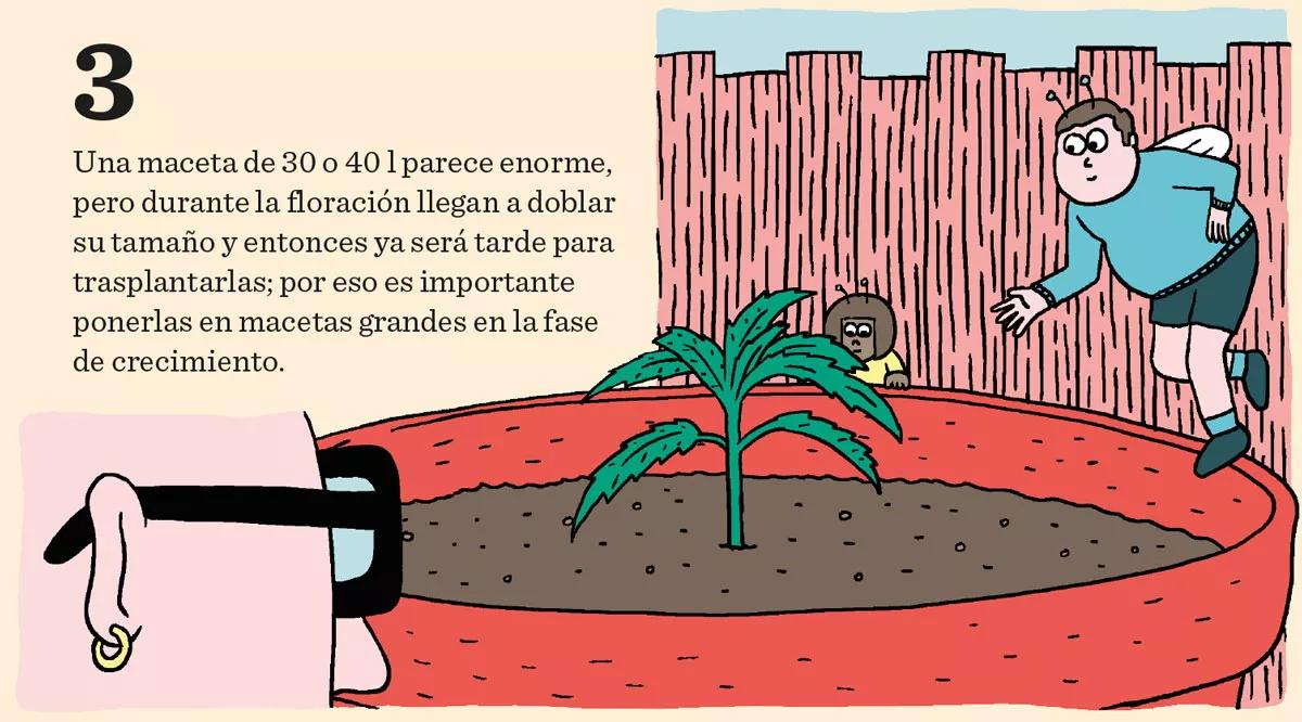Fase vegetativa del cannabis: diez claves esenciales para el crecimiento