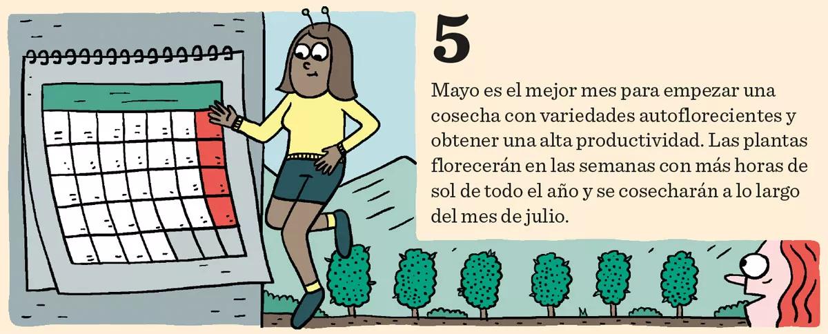 Fase vegetativa del cannabis: diez claves esenciales para el crecimiento