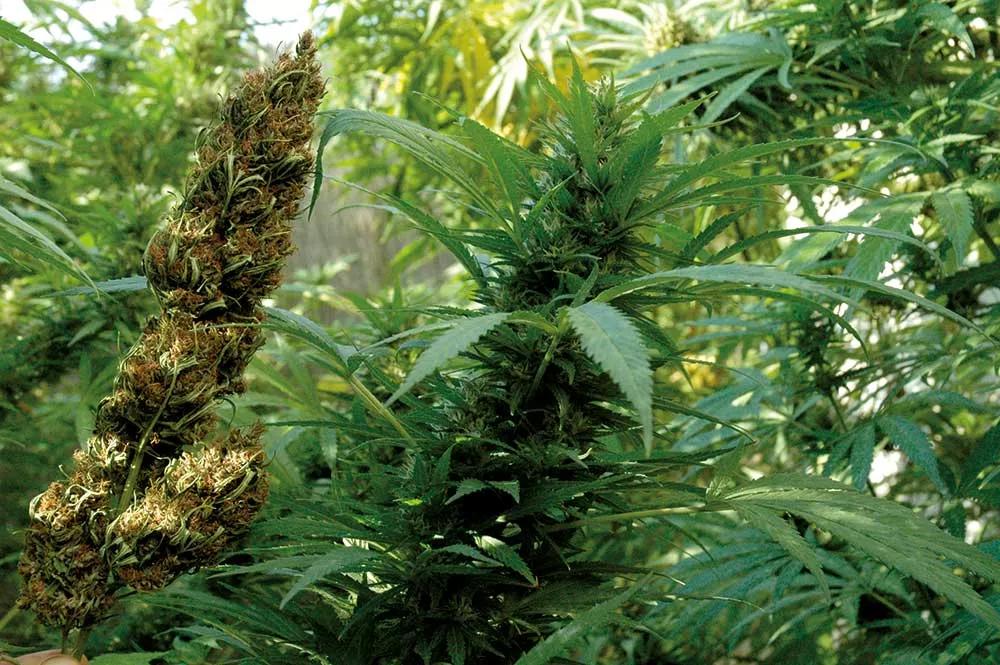 La hierba seca huele distinto de la planta viva porque ciertos terpenos se evaporan durante el secado.
